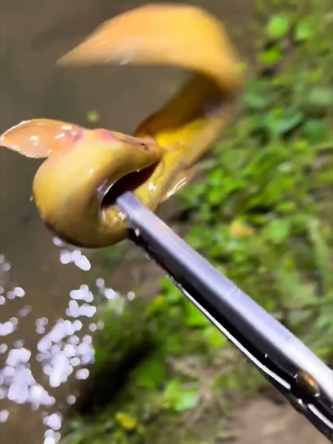 What is the name of this fish?scissor fishing in the clear water.watch till the end.#eelfishing