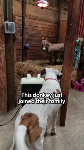 This dog's been obsessed with a baby donkey since the day she was born 💞 Watch as they develop the most beautiful bond!  Keep up with Colton and Willlow at @LittleBucketsFarmSanctuary on Instagram! 