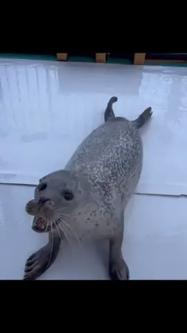 BRO IS JUST SILLY❗️❗️#cute #seal #silly #pikman #fyp #foryou #foryoupage #aww #xyzbca #тюлень #кьюти #seals #sealife #sealover 