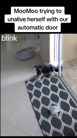 MooMoo trying to unalive herself with our #wayzn automatic sliding door. #dogsoftiktok #shihtzu #dog 