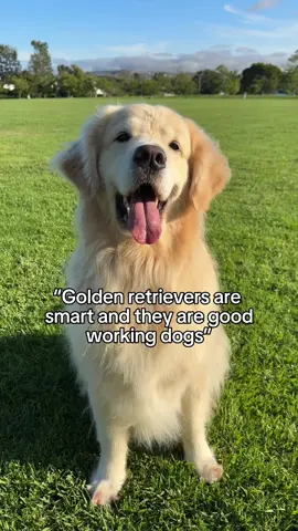 Maui did not figure out in the end 🥲#goldenretriever #opps #smartdog #workingdog 