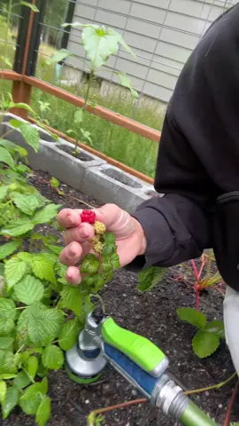 First Raspberry. Enough said. Saving it for my son because I am feeling nice - he caught me on a good day. #DragonflyGarden #Garden #Raspberries #GrowFruit #Grow #Organic #ThisIsMyLifeNow 