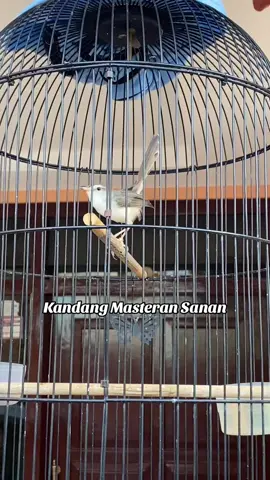 Nikmati seadanya, jangan meniru mereka yang punya segalanya - gus baha - #ciblek #ciwah #cibleksawah #brenrapet #prenjaksawah #burungmasteranmuraibatu #burungmasteran #prenjakpari 