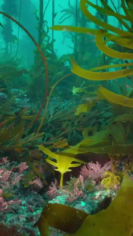 How does seaweed that grows in shallow coastal areas end up in the deep ocean? For decades, deep sea explorers, deep sea trawls and footage recorded by submarines and underwater robots surveying along the ocean floor have reported fragments of seaweeds and other coastal plants in places where they shouldn’t be. Seaweed DNA has been detected in deep sea water and sediments in all of the world’s oceans and up to 4,000 kilometres deep and 5,000 kilometres from the nearest seaweed forest.  But how do they travel so far? Seaweed can be carried by large “underwater rivers”, which flow from coastal waters along the seafloor across the continental shelf and into the deep. These currents form when localised cooling causes cold dense coastal water to rapidly sink below warmer offshore surface waters. The dense water slides down the slope of the seafloor, following the topography like a river, and carrying with it large quantities of seaweed to deeper areas. These flows of seaweed towards the deep ocean happen most during colder months, when conditions allow these underwater rivers to form. During these months, storms often hit coastal waters, ripping up seaweed and filling the water with seaweed fragments.