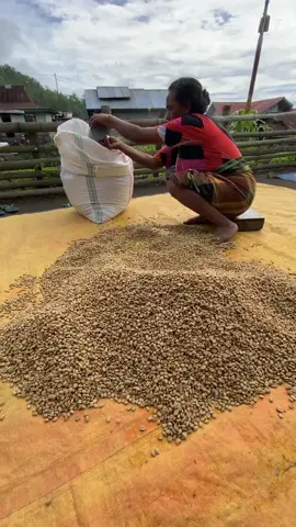 #ponancoffee #kopicolol #manggaraitimur #kopiarabikaindonesia #kopiviral 