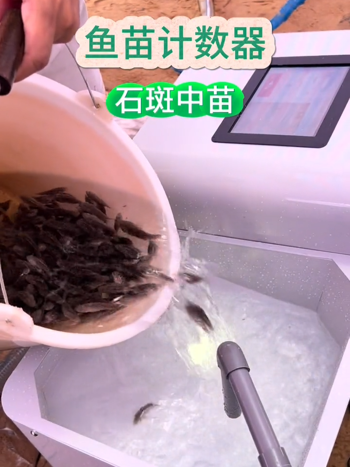 石斑中苗，3-4厘米石斑鱼苗使用，准度99%+#aquariumfish #fishfarming #fishfarms #fishtank #fishtanks #aquaculturefarm #aquaculture#ediblefish #Glasseel