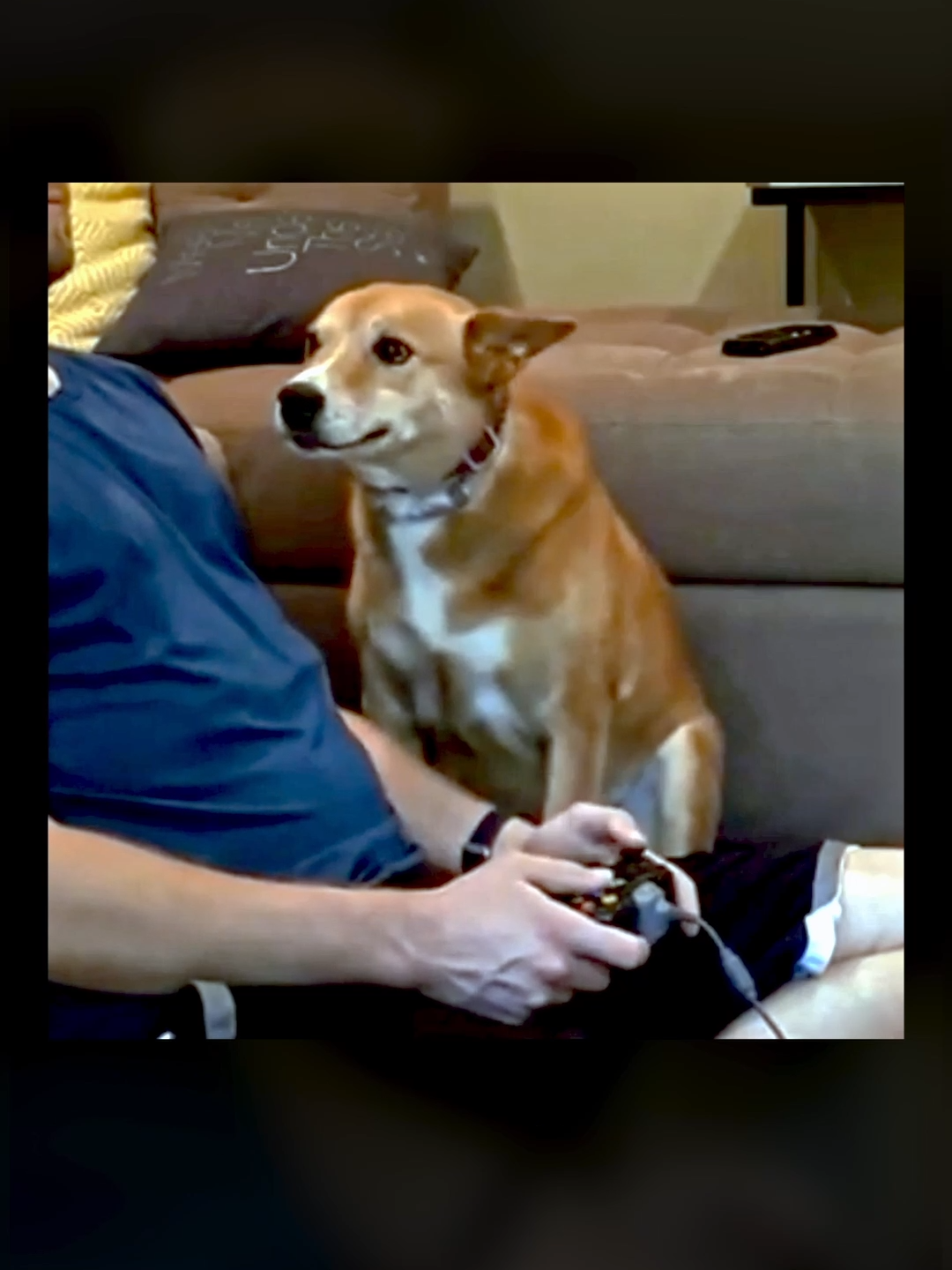 Notice meee 🐕 #dogwantsattention #noticeme #notpayingattention #distracted #distraction #cutedog #petpov #dogsthoughts #whatisthedogactuallythinking