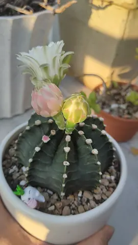 Chiếc nụ 2 màu nay đã lớn#xuongrongnohoa #vuoncuauyen #catus #xuongrong_🌵 