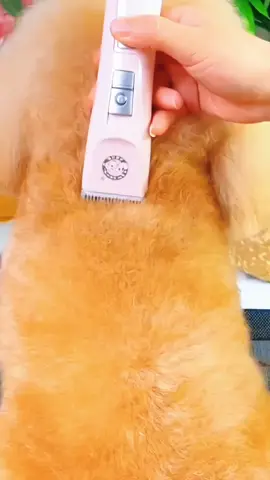 It's not that you can't go to the pet store, but shaving at home is more cost-effective, convenient and worry-free. Share the magic tool for pet shaving