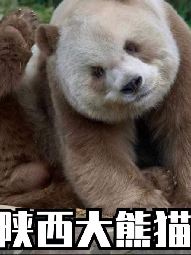为什么陕西熊猫没知名度，因为让大熊猫回归于野外