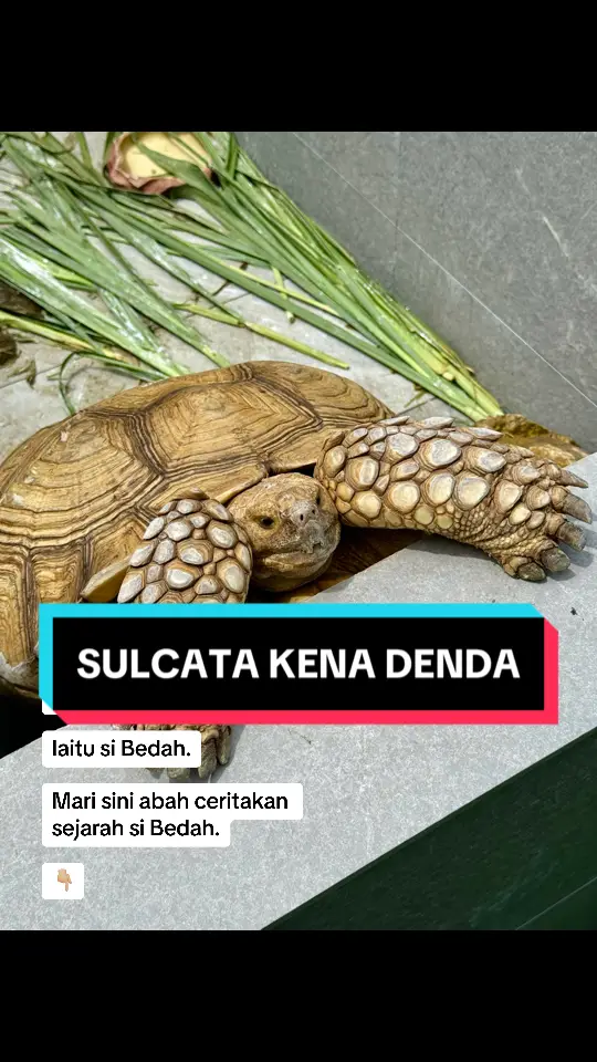 Melawat sulcata pertama yang kena denda. Iaitu si Bedah. Mari sini abah ceritakan sejarah si Bedah. 1. Bedah adalah isteri kedua kepada Habib. 2. Pewatakan bedah perlahan dah suka memerhati sahaja. 3. Bedah adalah sulcata pertama yang berjaya “fly” dalam banyak-banyak anak saya ada. 4. Kali pertama Bedah fly adalah pada 29 Disember 2023. 5. Bedah dijumpai dekat belakang dapur rumah lama mak saya 6. Cara Bedah fly memang dasyat, dia sondol batu yang telah di simen sampai roboh. 7. Lepas dah roboh, dia merayau dan berjalan-jalan dengan bahagia. 8. Selepas 2 bulan, 2 Februari 2024 Bedah buat hal sekali lagi, Bedah cuba untuk Fly tetapi gagal sebab saya sempat perasan. 9. Hari ini di rumah baru, Bedah telah kena denda. 10. Saya letakkan Bedah di tempat pengasingan. 11. Kesalahan Bedah kali ini adalah, Bedah dah 6 kali cubaan nak Fly keluar dari rumah. 12. Saya dah penat turunkan dia, dia tetap nak panjat lagi keluar. 13. Akhir sekali saya masukkan Bedah ke tempat denda. 14. Saya terpaksa buat macam ni, sebab risau jika Bedah terbalik semasa saya tiada di rumah. 15. Dah kena denda pun Bedah tetap nak fly. Haha 16. Itulah kisah si Bedah isteri kedua Habib. 17. Siapa sangka yang luaran nampak sopan, baik sahaja, tapi dia lebih banyak kali cubaan untuk larikan diri dari rumah. Haha #pencenmuda #abahsulcata #sulcata