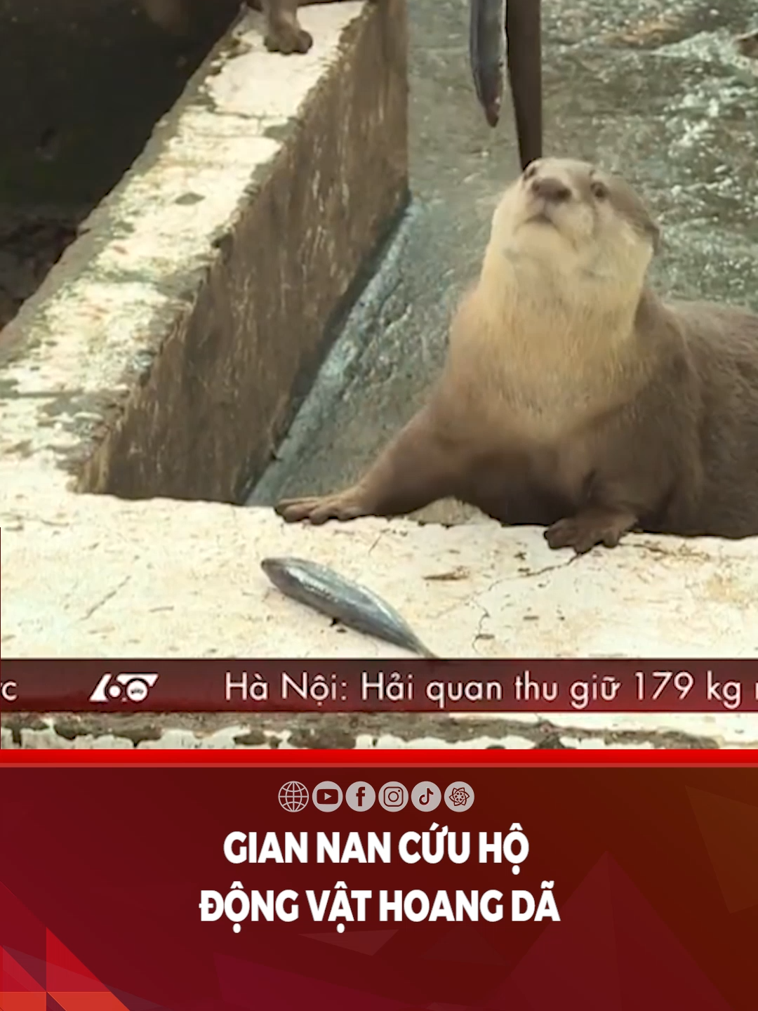 Gian nan cứu hộ động vật hoang dã #HTV #HTVTintuc #HTVnewZ #HTVC #HTVCnews #HTVCtintuc #tiktoknews #tinnong