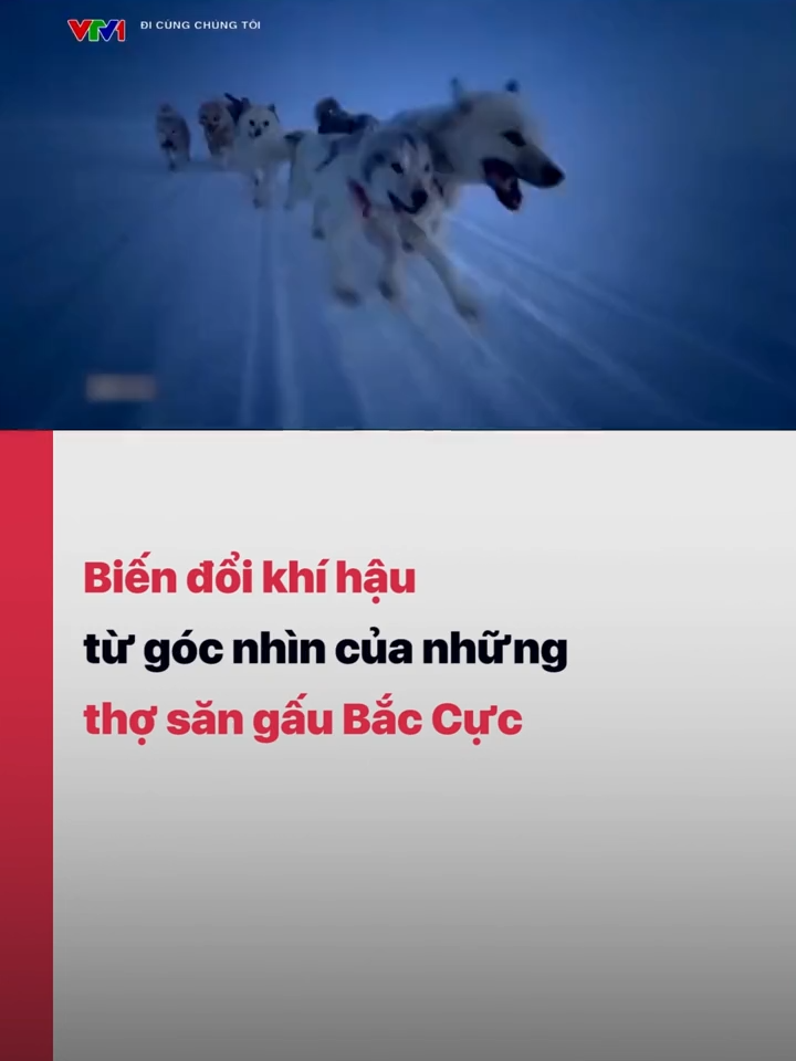 Đừng để sau này con em chúng ta chỉ thấy gấu Bắc Cực trên giấy và những thước phim cũ...  #vtv24 #vtvdigital #tiktoknews #biendoikhihau #gaubaccuc