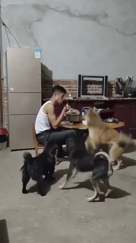 nuôi chó vui lắm #thucung #PetsofDyson #dog #PetsOfTikTok #yeuthucung😘😘 #tiktokdog #thucungdethuong #chó 