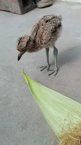 Encontré un video de Tito  cuando era más pequeño y estaba aprendiendo a comer gusanos 🐛 #huerequeque #video #avessilvestres #alcaravan #fypシ #viral #birds 