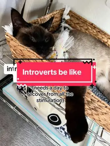 #introvertsbelike #catsoftiktok #catmom ##relateable #introvert #cats #funnyvideos #trending #sleepycat #scaredycat #overstimulated #fypシ゚viral #fy