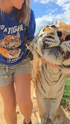 You can get a Zion shirt and help save wild tigers! Linktree in Bio. Every shirt sold helps us buy meat to feed Zion and friends AND 50% of proceeds will be donated to wild tiger conservation!  #animals #tiger #tigers #tigerconservation #savetigers #zion #wildlife #merch #conservation #outofafricapark #arizona 