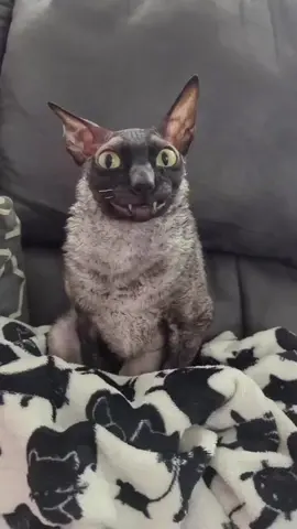 On today’s #WeeklyFluff meet @pixelandsophie (Pixel), a male Cornish rex cat changing the internet one smile at a time. _ _Video by  _Music by @beastieboys . Hit that follow button for daily interesting content! 😎 . #fun #tiktok #trending #fypage #foryou #Love #dore #follow #like