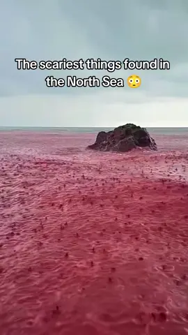 #deepocean #scarynature #nature #deepsea #northsea 