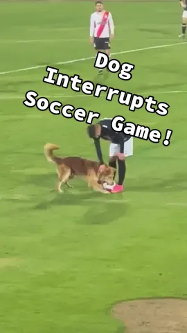 Let! Him! Play! 😂🐾⚽️  #DogsOfTikTok #Soccer #Fails #Futbol