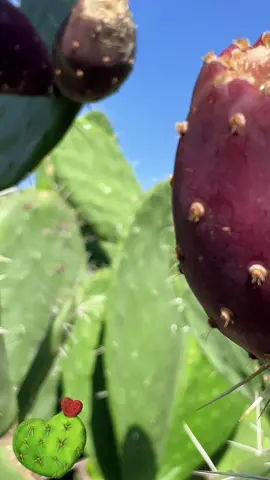 ¿Sabías que existen más de 220 especies de tunas? 🌵🍇 Cada una con su sabor y color únicos. Descubre esta diversidad increíble en nuestro tour 