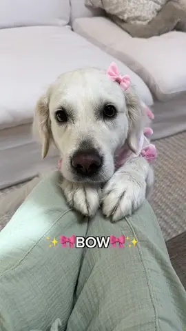 Why is a dog automatically a boy?🤔 #cutedog #girldog #dogproblems #dogsoftiktok 