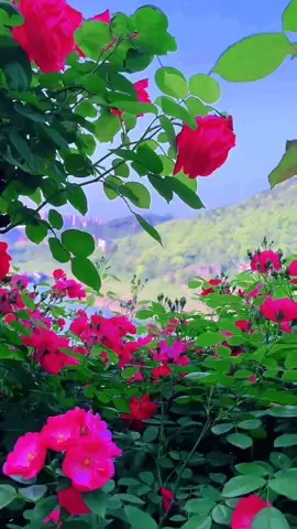Agar Tum mil Jao jamana chhod Denge#foryou #beautiful #flowers 