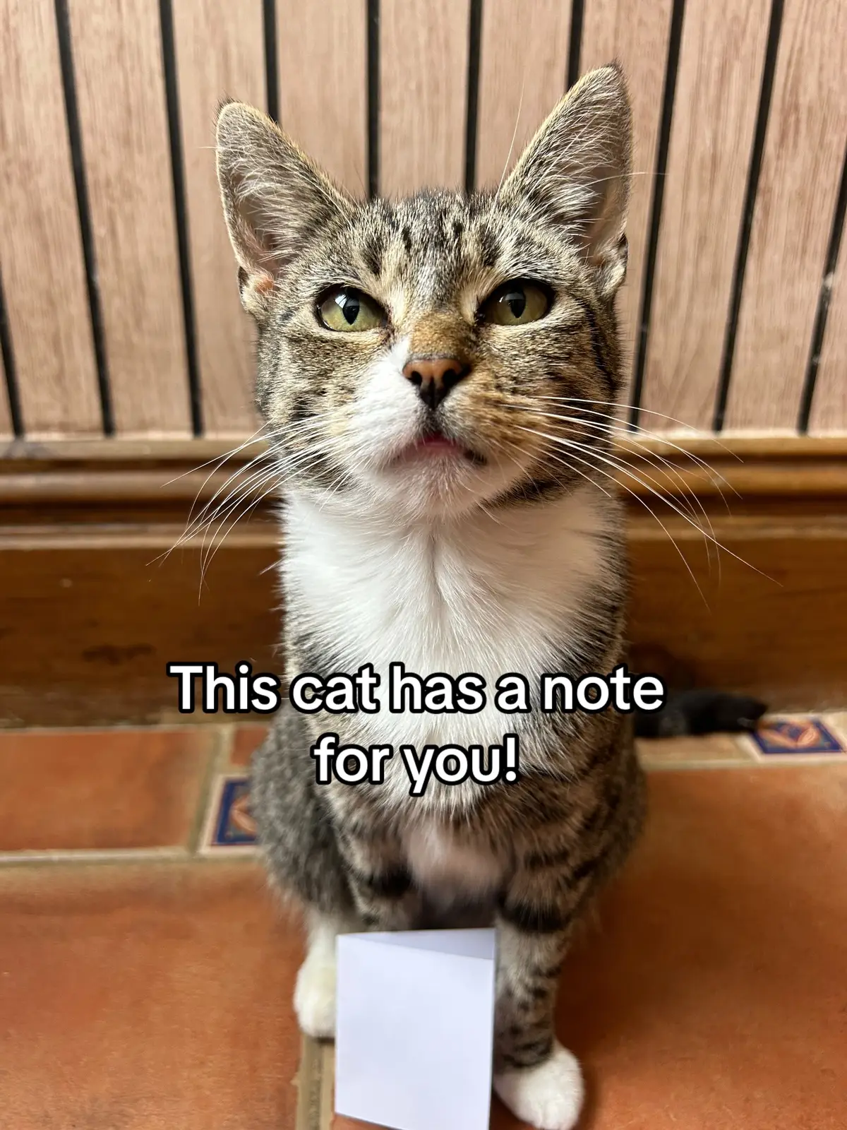 Do you like her note? #cat #cute #animals 