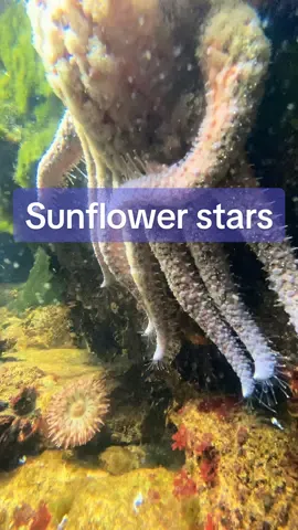 Come search for Sunflower Stars with me in Seattle! 🤓 #seastar #starfish #endangeredspecies #marinebiology #seattle #sunflowerstar #marinebiologist #foryou 