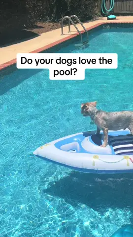 Dogs who love to swim! We love this little floaty from bark box for our pups #waterdog #dogsinthepool #dogsinwater #dogfloaty #barkbox @BARKBOX _  