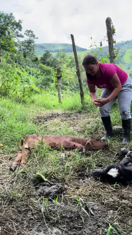 Topisacion en los niños 🐮❤️.                       #paratiiiiiiiiiiiiiiiiiiiiiiiiiiiiiii #para #parati #paratii #colombia #fyp #fyppppppppppppppppppppppp #fypage #ituangoantioquia #ituangoantioquia #fypp #capcut #tiktok #top #viral #v #viraltiktok #viralvideo #duet #animal #campo #meme #f 