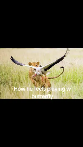 Fang is so fierce #wildcat #lioness #hunting #cute #funny #lol 