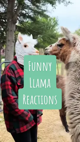 Creepy llama mask #funny #joke #funnyllama #llamamask #llamajoke #llama #cutellama #llamalove #funllama #happyllama #bestpets #llamalife #llamafun #mygirls #farmanimals