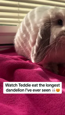 #bunny #foryoupage #bunniesoftiktok #minilop #bunnies #rabbit #fyp #rabbitsoftiktok #bunnytiktok #minilopsoftiktok #cutebunny #bunnies🐰 #dayinthelife 