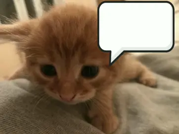 porque vai demorar um pouquinho  #lyricsvideo #viral #fyp #cat #tradução #musica  #shelikesanotherboy 