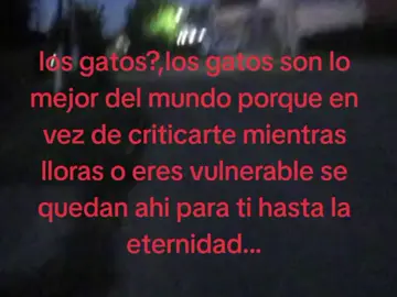 los gatos?...#textorojo #desahogopersonal #hi 