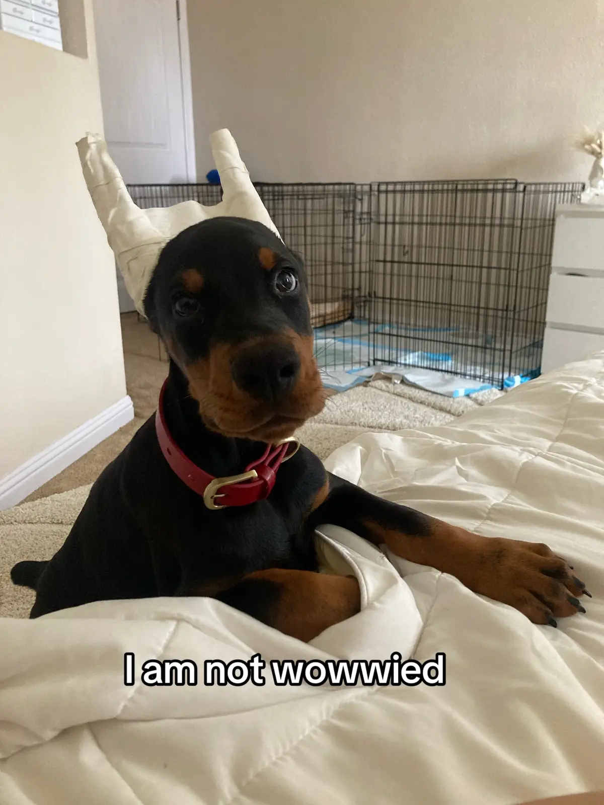 Hes buzzy chasing little fairies 🧚‍♂️ #doberman #puppy #cutepuppy #chasinglittlefairies #cutedog #dobermanpuppy #dobermanpinscher #dogsoftiktok   
