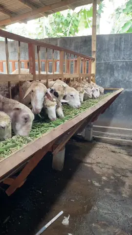 Pakan ternak dari OKra mix complid feed #fypシ゚viral #peternakkambing #sw01 #xbyzca 