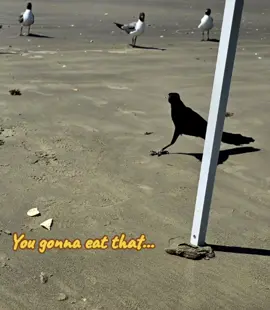 #FYP #birds #beachvibes 