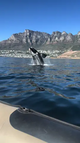 Whale watching is our favourite wholesome activity 🥹🐋 #capetownsouthafrica #thingstodoincapetown #fyp 