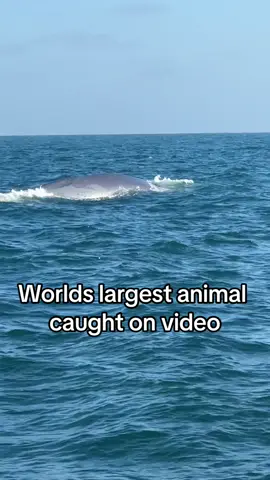 #blue #shark #whale #dealsfordays #tiktoksummersale #gimbal #gimbalstabilizer #contentcreators  #ai 