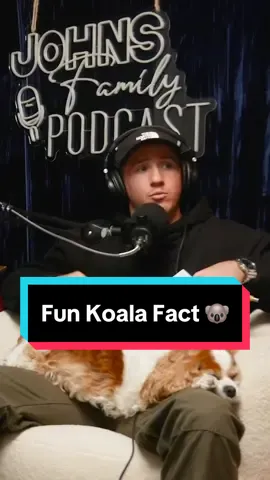 Blinky Bill wanna kill 🐨🔪  #podcast #familypodcast #mattyjohns #koala #koalafact