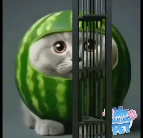 да это не я пенисы делаю, сука подставили меня. #этонеяпенисыделаю #котварбузе #Drakeзаметь 