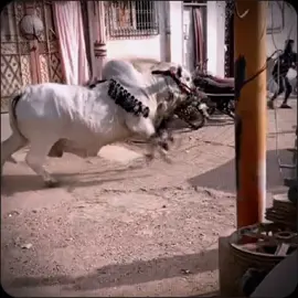 Dengerous Cow  karachi