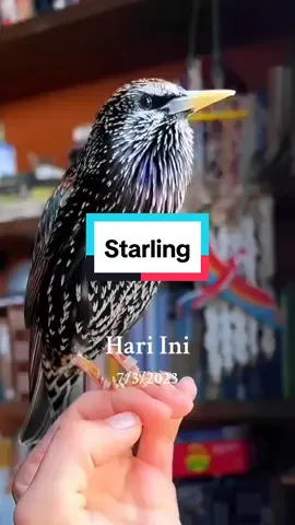 #padahariini 