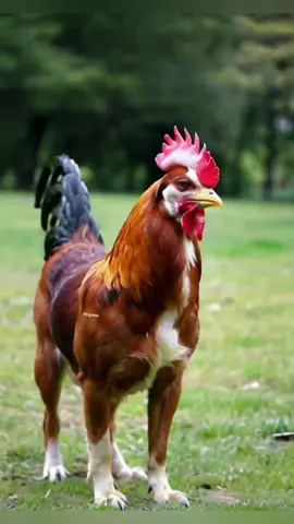 🐓 Rooster?  #foryou #amazing #TIKTOK #fyppppppppppppppppppppppp #funny #omg 