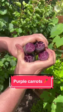 Look at these vibrant purple carrots 🥕💜  With a distinctive deep purple hue, purple carrots resemble standard supermarket-bought carrots in both size and shape. However, their flavour boasts a subtly peppery flavour, with distinct notes of sweetness, which will be sure to wow your taste buds! #fyp #carrots 