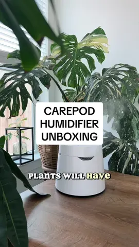 Benefiting me and my plants 🌱 #PlantTok #humidifier #humidifierrecommendations #besthumidifier #plants #plantparents #houseplants #humidifiertips #humidity 