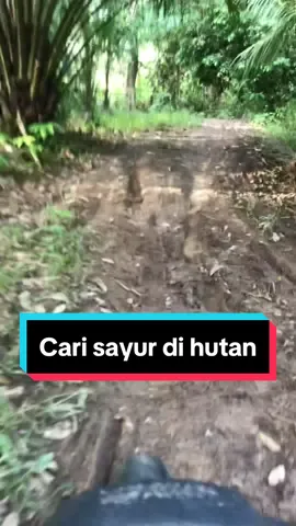 Cari sayur lgi di hutan #sayurhutan #sayurkampung #sayurhutankalimantan #rebunghutan #kalimantan #melawi #fyp 