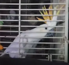 Opie loves his female vocalists #cockatoo #parrot #Megan Trainor #dancing #Michigan